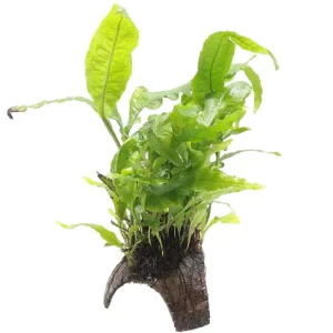 3 gats cocosgrot Microsorum