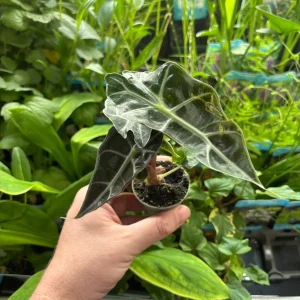 Alocasia Pink Dragon