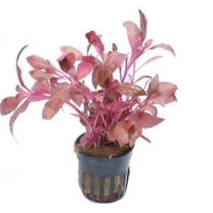 Alternanthera Cardinalis