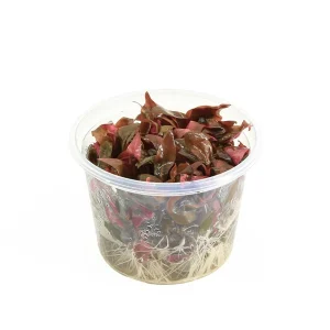 Alternanthera Minima - In Vitro