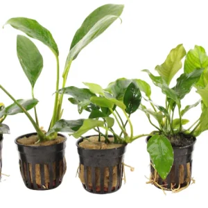 Anubias Aquariumplanten Mix