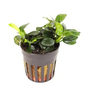 Anubias Nana Mini Mini
