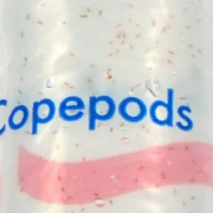 Copepods 100 ml