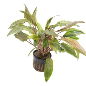 Cryptocoryne Undulatus XL