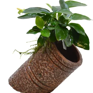 Deco Pipe Anubias