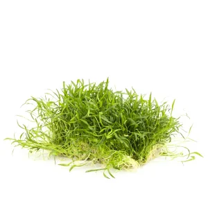 Lilaeopsis op mat 10x15 CM