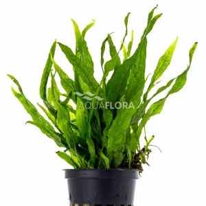 Microsorum Pteropus 'Petite'