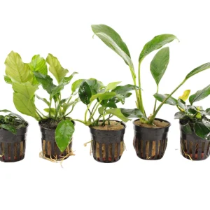 Premium Anubias Aquariumplanten Mix