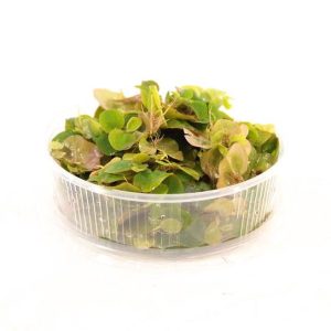 Phyllanthus Fluitans