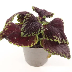 Plectranthus Scutellarioides