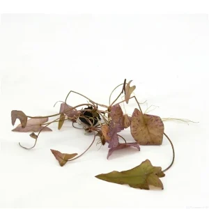 Rode Tijgerlotus - Nymphaea Zenkeri Rood