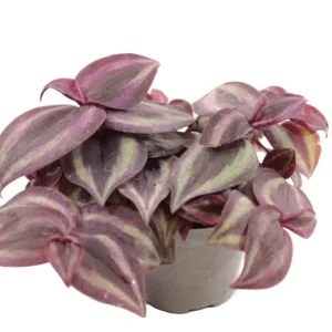 Tradescantia Zebra