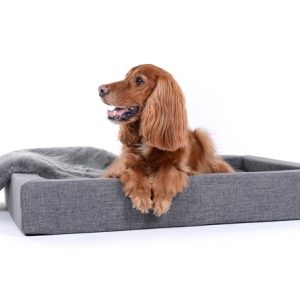 Hondenmand Dream Rectangle